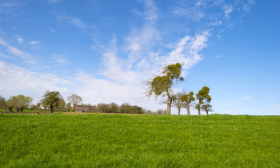 Mistletoe in trees on a hill in spring