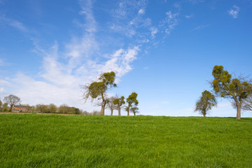 Mistletoe in trees on a hill in spring