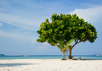 tree and beautiful seascape, Thailand