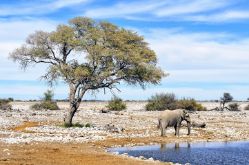African elephant at water pool in Etosha National Park - obrazy, fototapety, plakaty