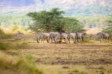 Obraz na płótnie Canvas Herd of wildebeests eats grass in Africa