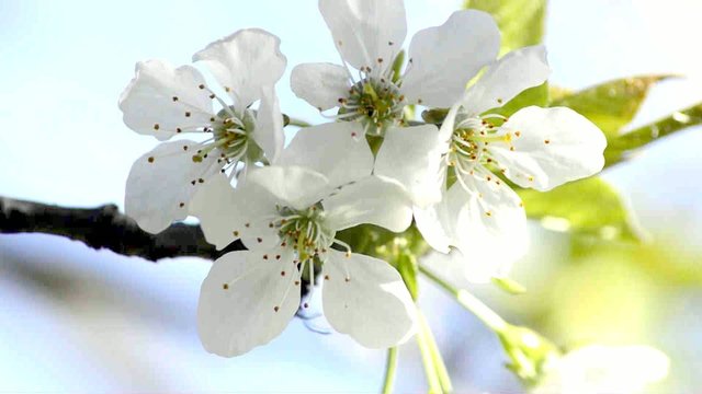 Kirschenbl&uuml;te in Deutschland