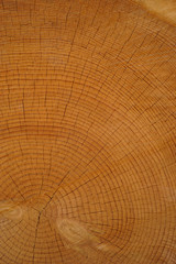 Fototapeta premium Tree Bole