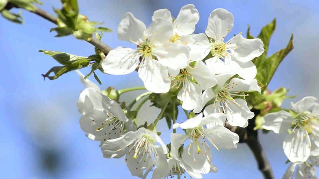 Kirschenbl&uuml;te in Deutschland