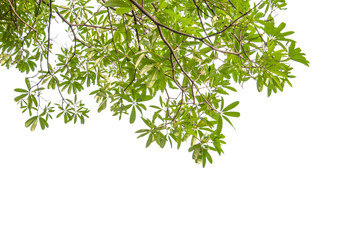 green leaves and branches on white background