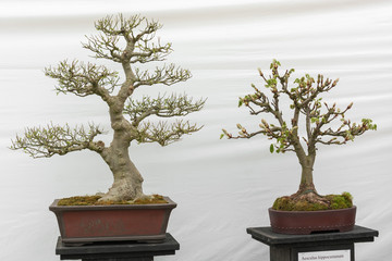 green collection of Bonsai