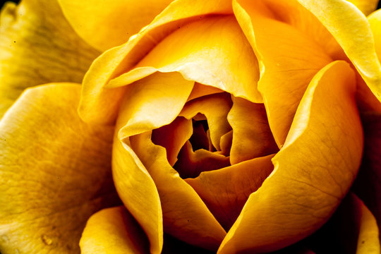 Fiore fiori macro