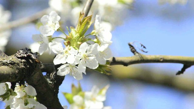 Kirschenbl&uuml;te in Deutschland