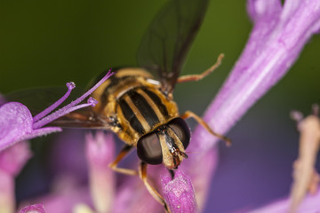 Hoverfly, Eupeodes Luniger