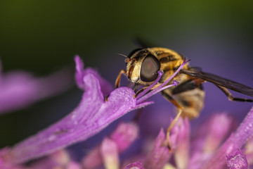 Hoverfly, Eupeodes Luniger