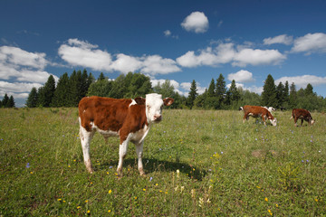 Fototapeta na wymiar Calf on green grass and cows near the forest