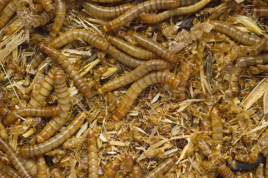 worms in dirt