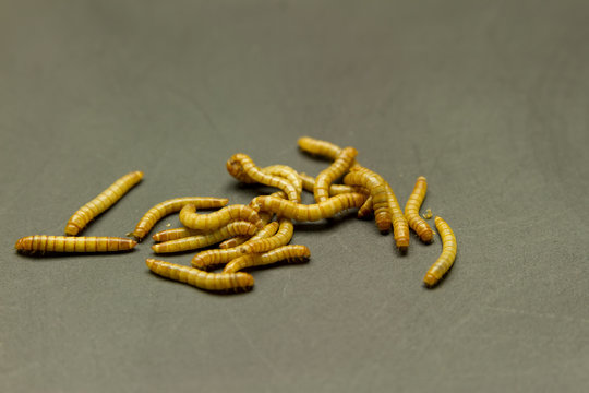 mealworm on black