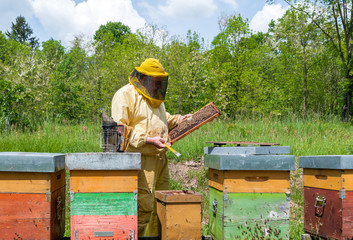 Beekeeper is working with bees and beehives on the apiary. Beekeeping concept.