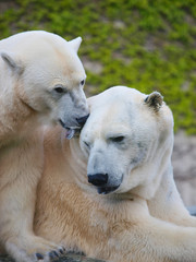 Polar Bear