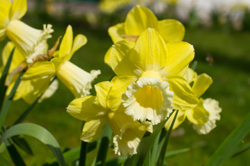 Bunch of yellow daffodils.