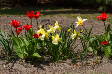 Spring flower-bed