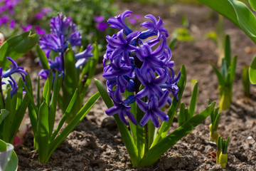 Purple hyacinths.