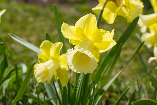 Daffodils in the garden.