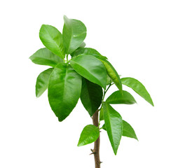 Citrus tree on white, isolated.