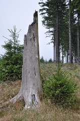 Fototapeta premium Abgestorbener Baumstamm am Rennsteig
