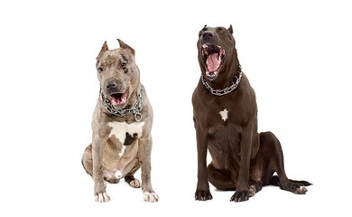 Two yawning dogs breed  pit bull