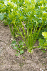 Growing celery in a garden