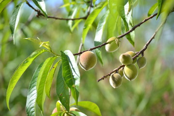 Duraznos en el arbol