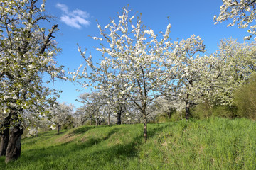 Fototapeta premium Blühende Kirschbäume (Prunus avium)