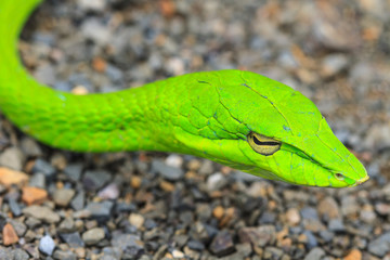 Oriental Whipsnake or Asian Vine Snake
