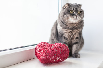 Scottish fold cat with red heart