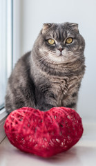Scottish fold cat with red heart