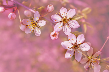 Spring flowers greeting card