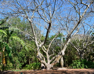 Baobab Tree