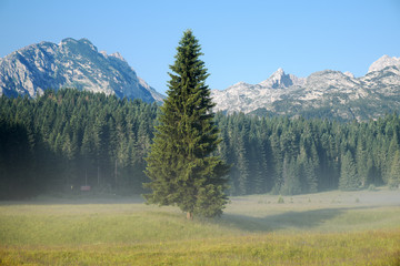 Fir Forest In Durmitor Park, Montenegro