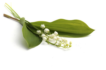 Muguet