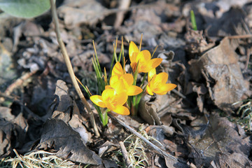 Żółty krokus, żółte kwiaty w rozkwicie w czasie wiosny, rosnące na ogrodzie, w ogrodzie