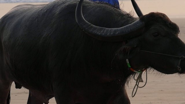 Silhouette of local man and water buffalo at sunrise,