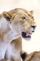 Fototapeta na wymiar Close up of large wild lion in Africa