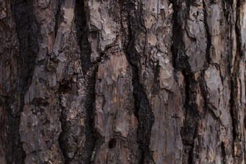 Pine texture.