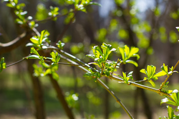 Spring green leaves.