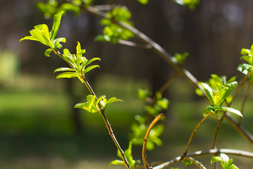 Obraz premium Green branches.