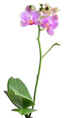 Obraz na płótnie Canvas orchid on the white background