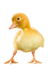 Yellow duckling