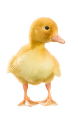 Duckling