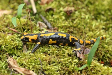 Feuersalamander im Nationalpark Kellerwald