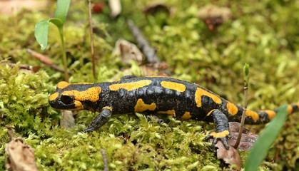 Feuersalamander im Nationalpark Kellerwald