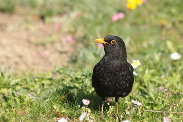 Blackbird in garden