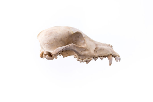 Dog skull isolated on white background.