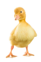 Yellow duckling